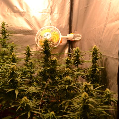Think different growlog timeline photo