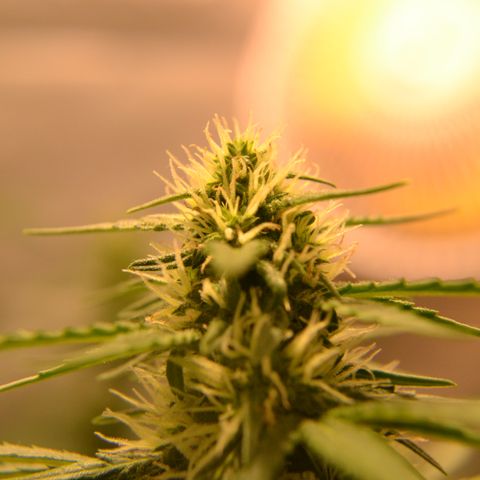 Think different growlog timeline photo