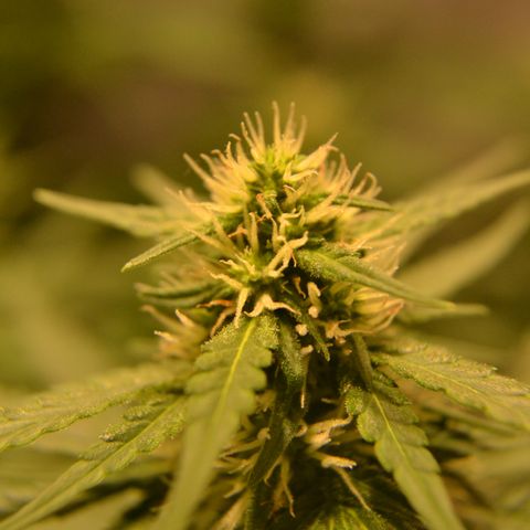 Think different growlog timeline photo