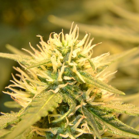 Think different growlog timeline photo
