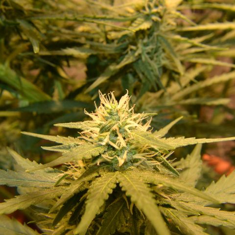 Think different growlog timeline photo