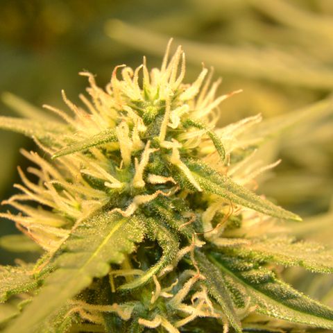 Think different growlog timeline photo