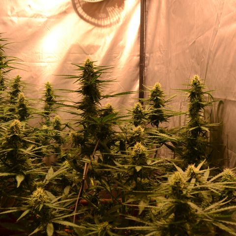 Think different growlog timeline photo
