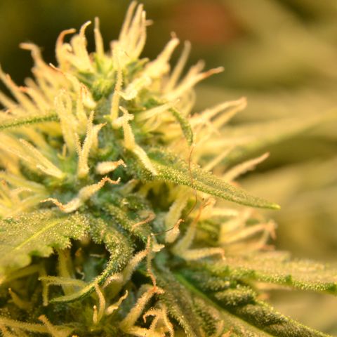 Think different growlog timeline photo