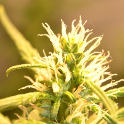 Super Skunk Auto growlog timeline photo