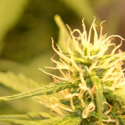 Super Skunk Auto growlog timeline photo