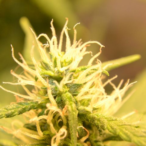 Super Skunk Auto growlog timeline photo