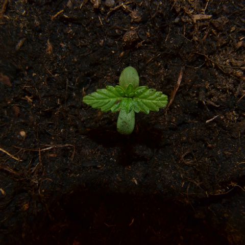 Auto Critical Orange Punch growlog timeline photo