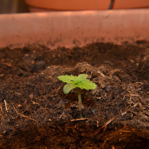 Auto Critical Orange Punch growlog timeline photo