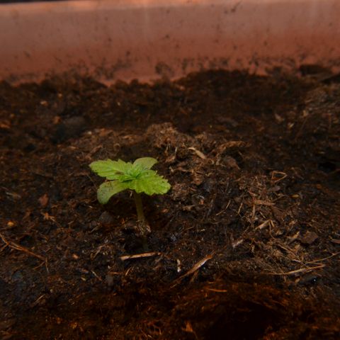 Auto Critical Orange Punch growlog timeline photo