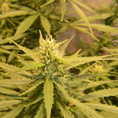 Super Skunk Auto growlog timeline photo
