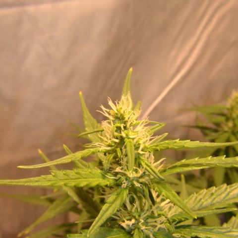 Super Skunk Auto growlog timeline photo