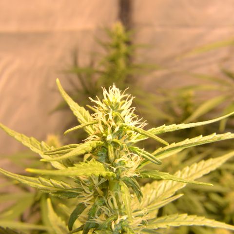 Super Skunk Auto growlog timeline photo