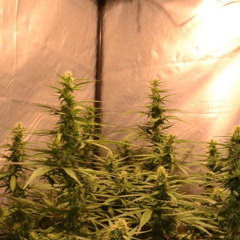 Super Skunk Auto growlog timeline photo