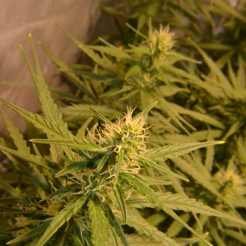 Super Skunk Auto growlog timeline photo