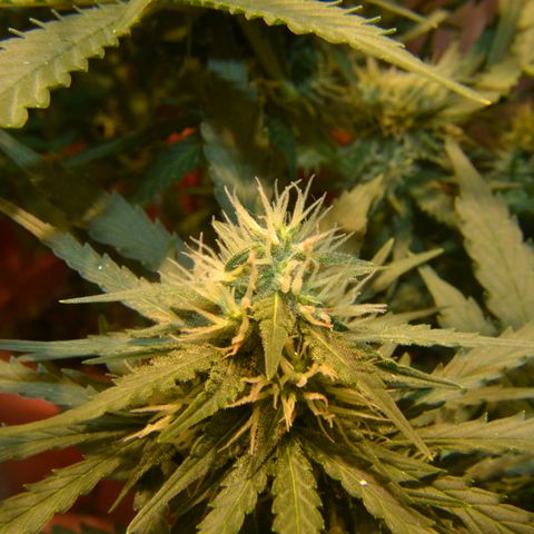 Think different growlog timeline photo