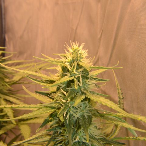 Think different growlog timeline photo