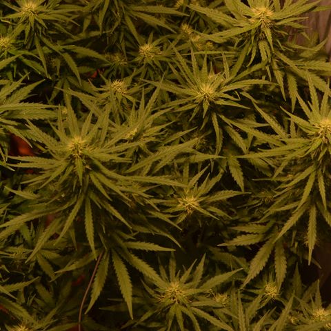 Think different growlog timeline photo