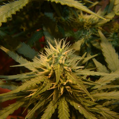 Think different growlog timeline photo