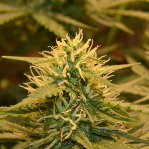 Think different growlog timeline photo