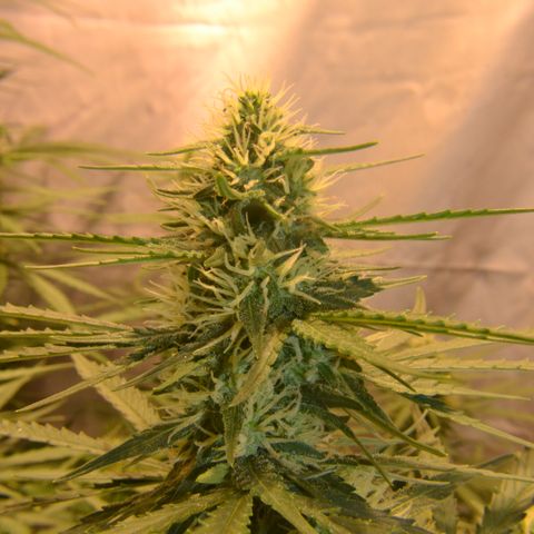 Think different growlog timeline photo