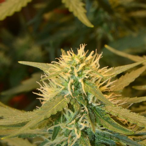 Think different growlog timeline photo