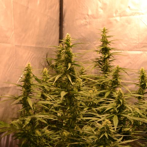 Super Skunk Auto growlog timeline photo