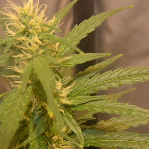 Super Skunk Auto growlog timeline photo