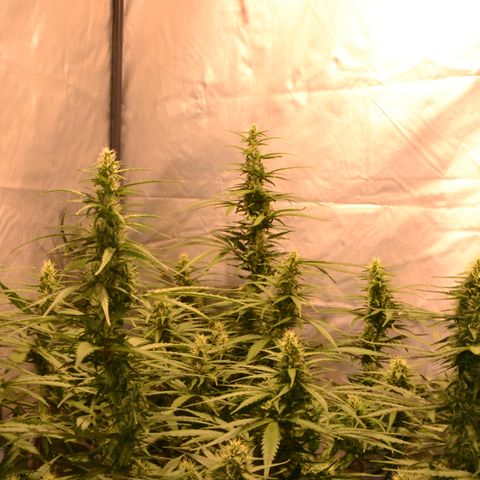 Super Skunk Auto growlog timeline photo