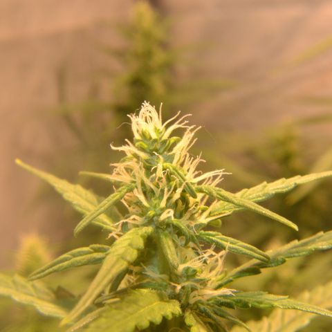 Super Skunk Auto growlog timeline photo