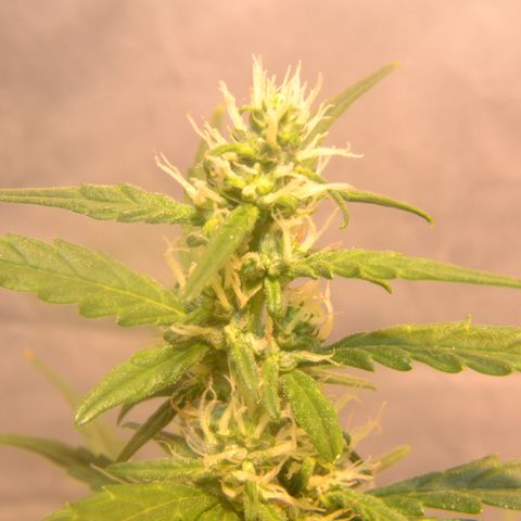 Super Skunk Auto growlog timeline photo
