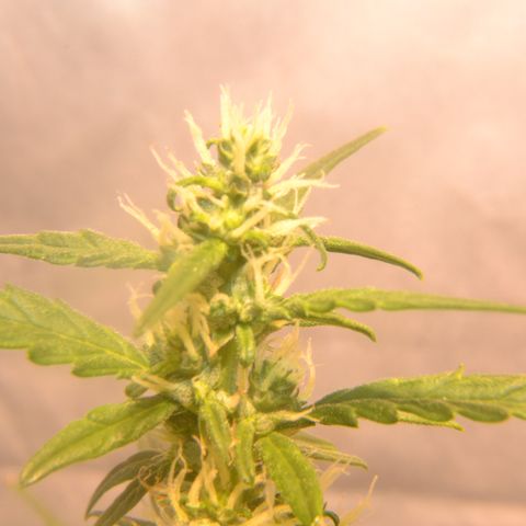 Super Skunk Auto growlog timeline photo