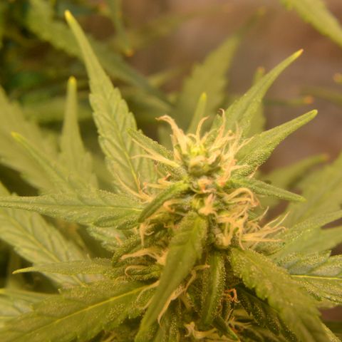 Super Skunk Auto growlog timeline photo
