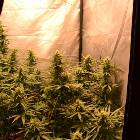 Think different growlog timeline photo
