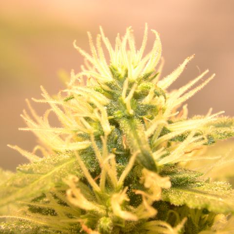 Think different growlog timeline photo