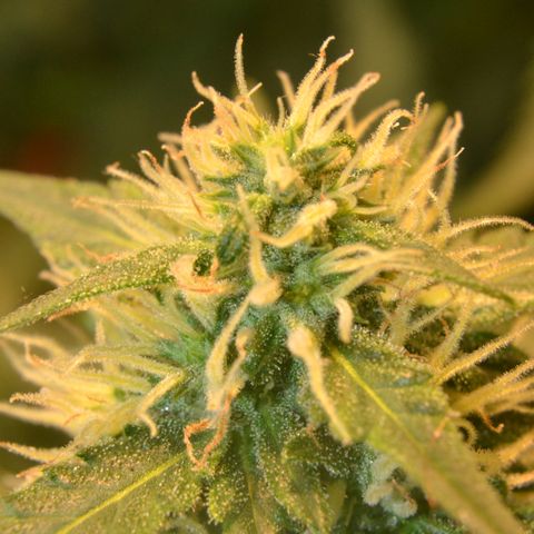 Think different growlog timeline photo