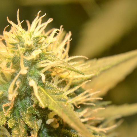 Think different growlog timeline photo