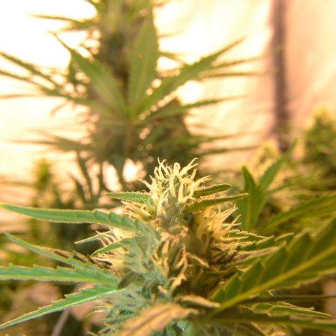 Think different growlog timeline photo