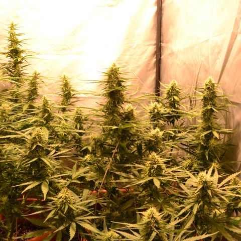 Think different growlog timeline photo