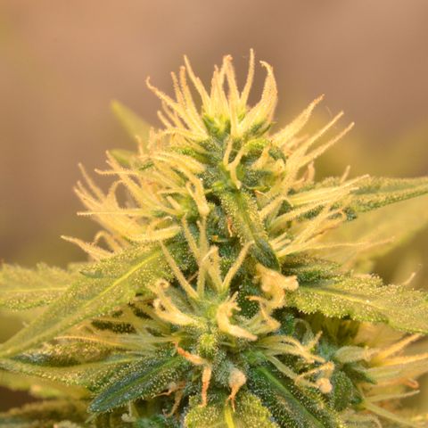 Think different growlog timeline photo