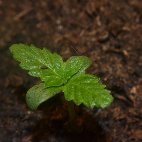 Auto Critical Orange Punch growlog timeline photo