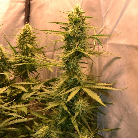 Think different growlog timeline photo