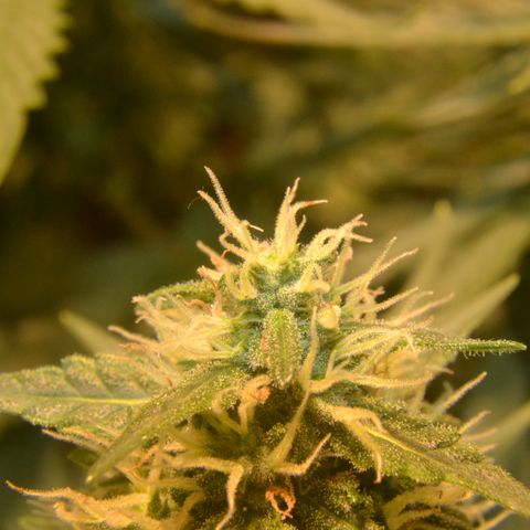 Think different growlog timeline photo
