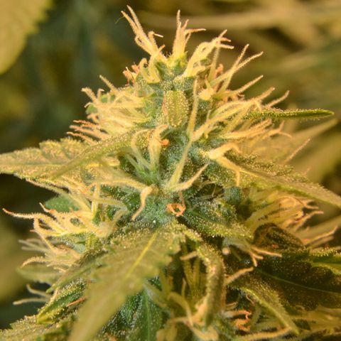 Think different growlog timeline photo
