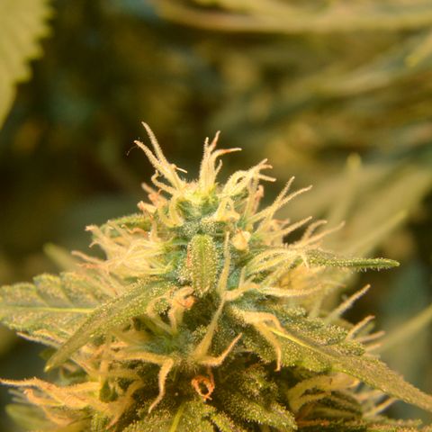 Think different growlog timeline photo