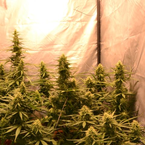 Think different growlog timeline photo