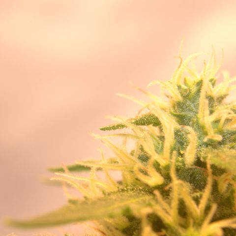 Think different growlog timeline photo