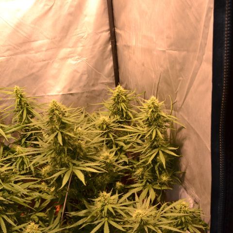 Think different growlog timeline photo