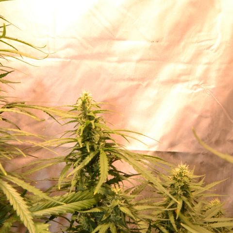 Super Skunk Auto growlog timeline photo