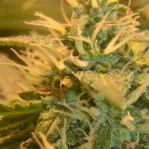 Super Skunk Auto growlog timeline photo